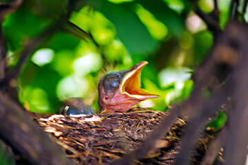 Sabiá Laranjeira IMG_1406