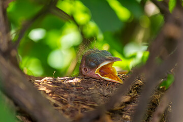 Sabiá Laranjeira IMG_1407