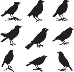 Set of Birds Flying black silhouettes on white background