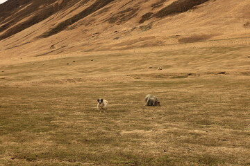 View on a mountain in the Northwestern Region of Iceland