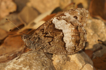 Closeup on the Grayling or Great Banded, greyling butterfly, Brintesia circe, sitting with closed wings