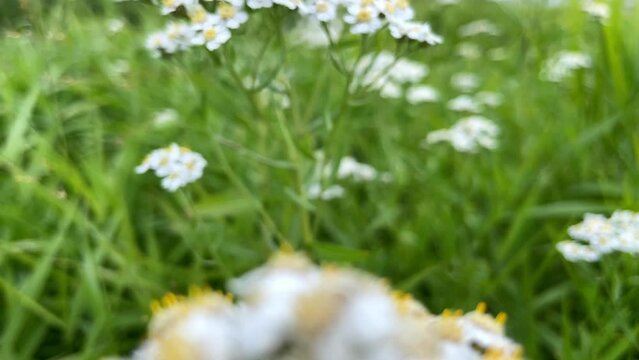 Floral background, close up bee collects honey on white yarrow flowers.