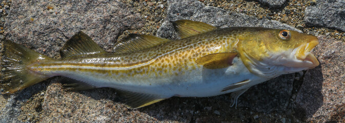 Angeln auf Dorsch an der Ostsee, Fangverbot für Angler 2024, Kabeljau