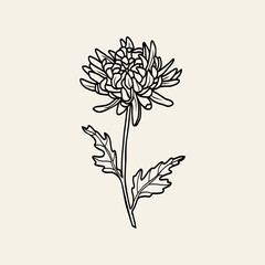 Line art chrysanthemum flower branch