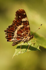 Closeup on a Map butterfly, Araschnia levana sitting on a green leaf with closed wings
