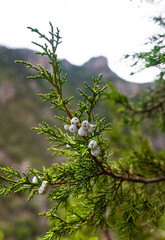 Frutos de enebro, cedro