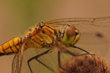 Closeup on a Ruddy darter dragonfly, Sympetrum sanguineum against a green blurred background