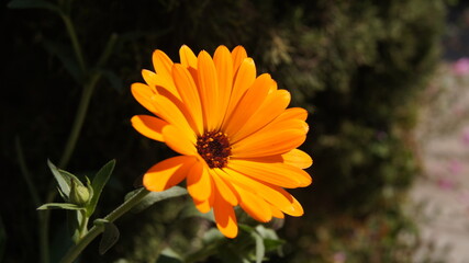 flor naranja