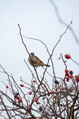 robin on branch