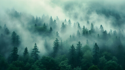 Mystical forest fog