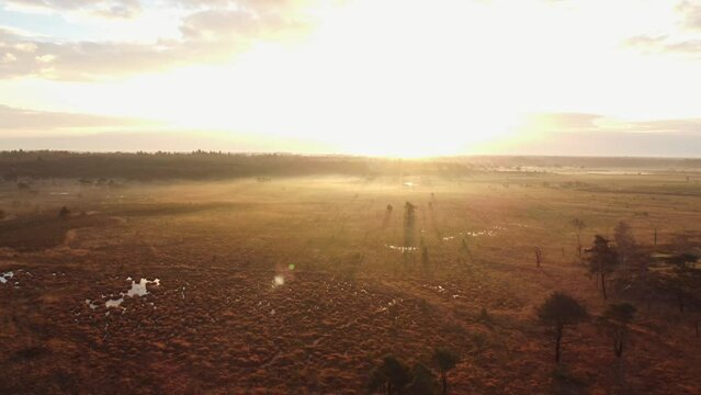 Aerial view of the sunrise over the pastures of Grenspark Kalmthoutse Heide in the northeast of the Belgian countryside in the West Flanders region