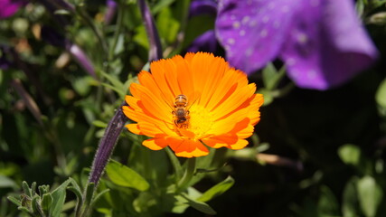 abeja © melissa