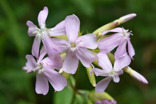 Fleurs roses p&acirc;les de Saponaire officinale (Saponaria officinalis), gros plan dans la nature.