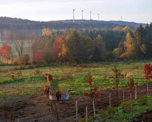 Beautiful horses in the sun rising light