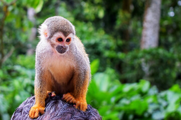 Curious monkey over man's head