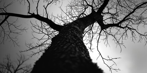 A black and white photo of a tree with no leaves. Perfect for adding a touch of simplicity and elegance to any design project