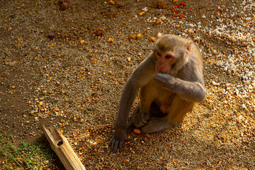 Kind monkey eating corn while observing - obrazy, fototapety, plakaty