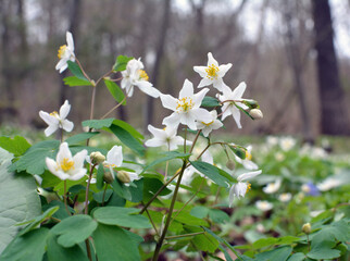 Isopyrum thalictroides blooms in the wild in the forest