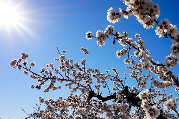 Under the stars on a swiss lake with some trees and a hill in the frame
