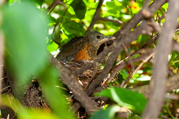 Sabiá Laranjeira IMG_5449