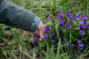 Viola odorata , wood violet, sweet,English,common violet,florist's violet, garden violet in the...