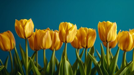 Obraz premium Group of Yellow Tulips in Front of Blue Background
