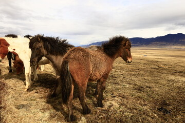 View on a horse in a valley in the Northeastern Region of Iceland