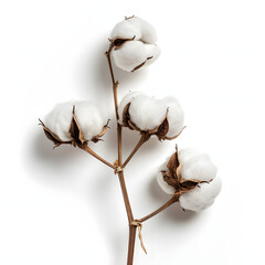 Cotton isolated on white background, minimalism, png
