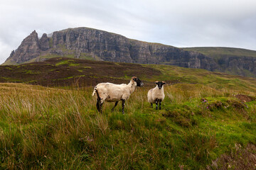 Fototapeta premium Sheep in a filed
