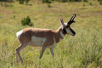 close up of a young antelope