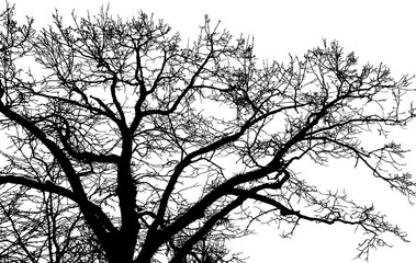 Tree branch silhouette on transparent background