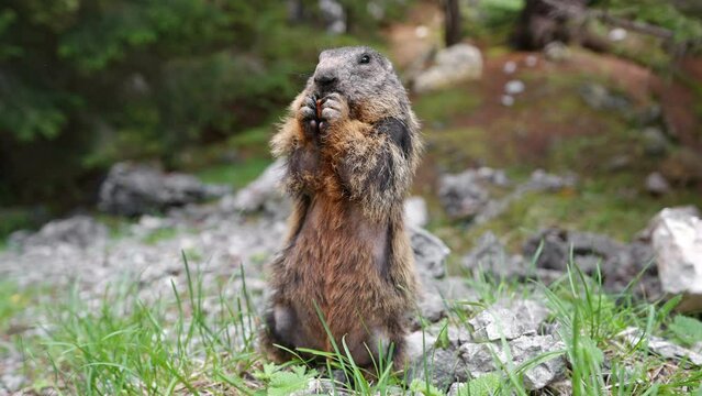 Marmot eats carrot in wild and stands in green clearing close up summer in forest in mountain range. Wild animals. Protecting and caring for animals in wild. Nature