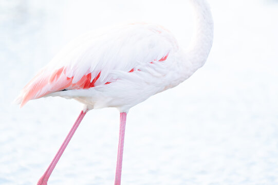 high key close up of flamingo feathers