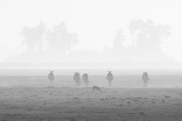 black and white image of zebra silhouettes in a dust storm in Ambosli NP
