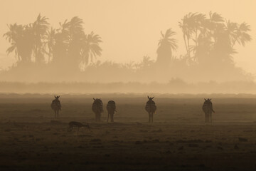 silhouette of zebras in a dusty sunset scene in Amboseli NP - obrazy, fototapety, plakaty
