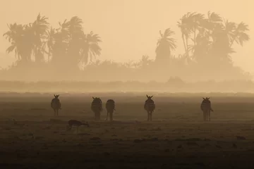 Fototapeten silhouette of zebras in a dusty sunset scene in Amboseli NP © Marcel