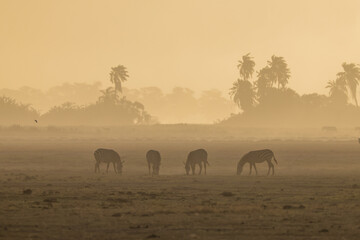 Fototapeta na wymiar silhouette of zebras in the dust of Amboseli at sunset time