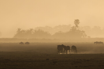 silhouette of zebras in the dust of Amboseli at sunset time