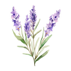 Watercolor of a beautiful purple lavender flower on a white background.
