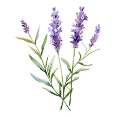 Watercolor painting of a beautiful purple lavender flower with leaves and stem, elegantly separated on a white background.