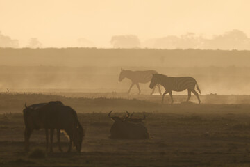 Fototapeta na wymiar silhouette of zebras in a dusty sunset scene in Amboseli NP