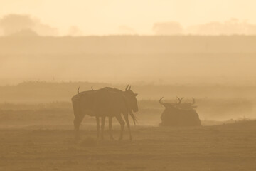 silhouette of wildebeests in a dust storm in Amboseli NP