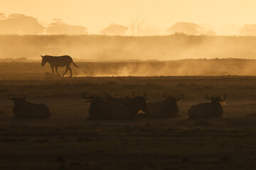 zebras silhouette in the backlit dusty savannah of Amboseli NP