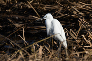 Little Egret sat at a Riverside watching for fish, a brown straw background has contrast against the white breeding plumage of this striking wader bird. copy space.  