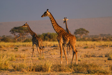 three giraffes in the savannah of Amboseli NP
