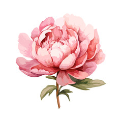 A pink peony flower with green stem and leaves in watercolor, isolated on a white background