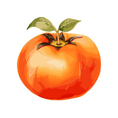 A watercolor illustration of a recently drawn persimmon, isolated on a white background, crafted using the watercolor technique