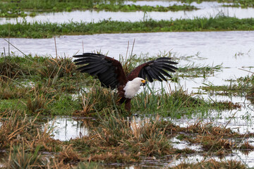 bald eagle with a catfish as prey