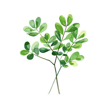 This image features a watercolor representation of Moringa. Moringa leaves, isolated from a white background, are also showcased in the picture. This description has been crafted using the watercolor 