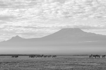 black and white photography of zebras in front of mount kilimanjaro